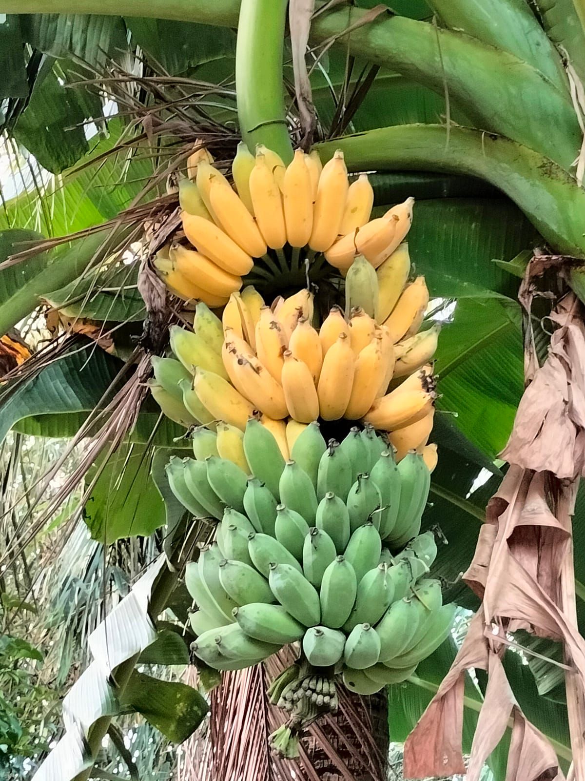 Chuối tiêu hồng