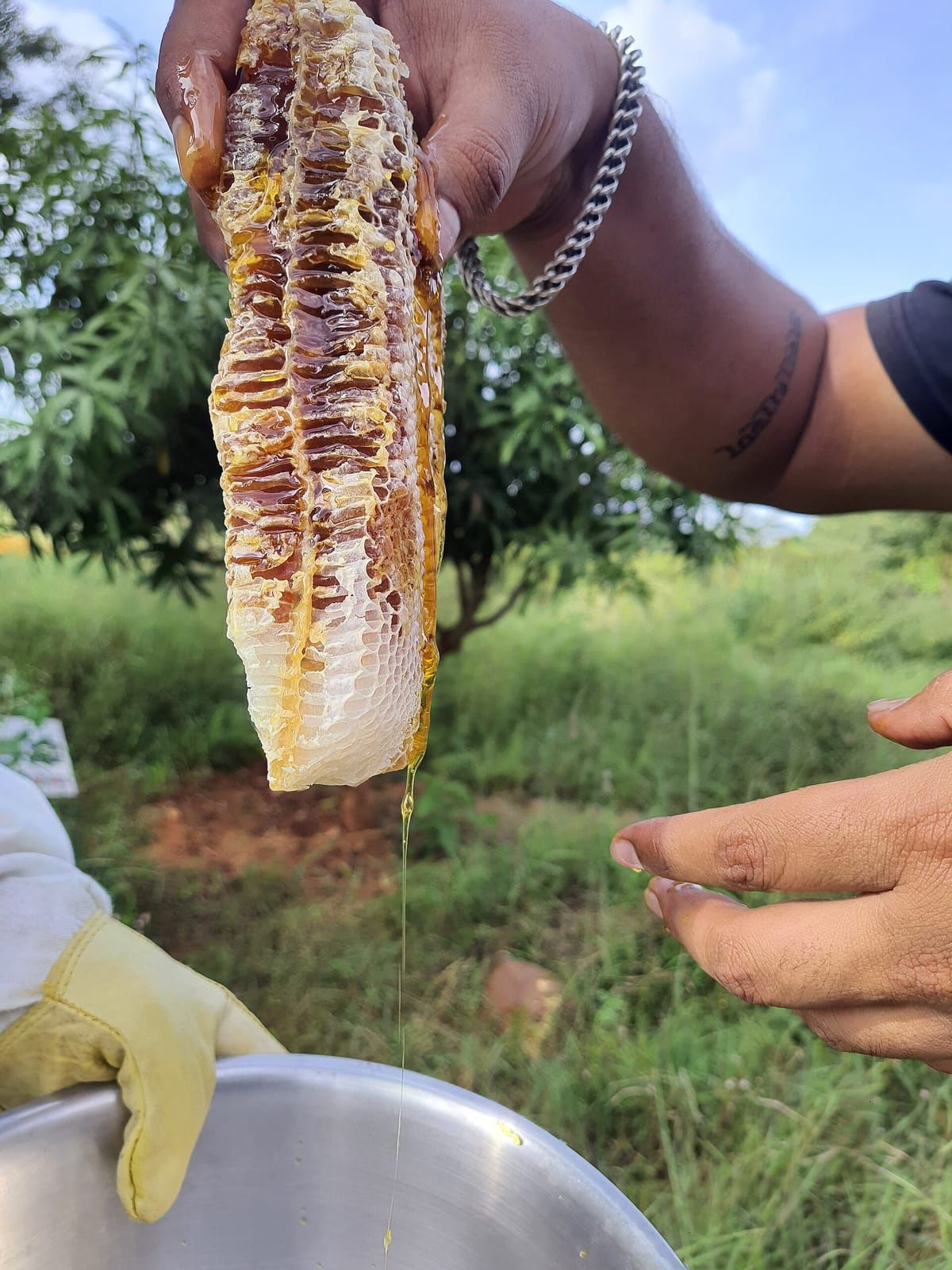 Bánh sáp ong rừng (mật ong cả tổ)